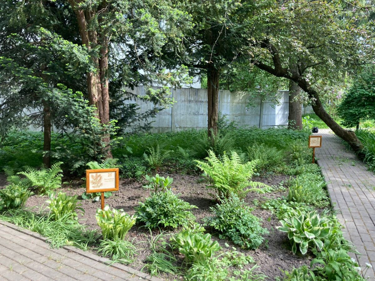 В Брянском ботаническом саду высадили растения, выращенные в пробирках в лабораториях  центра «ОГМА»